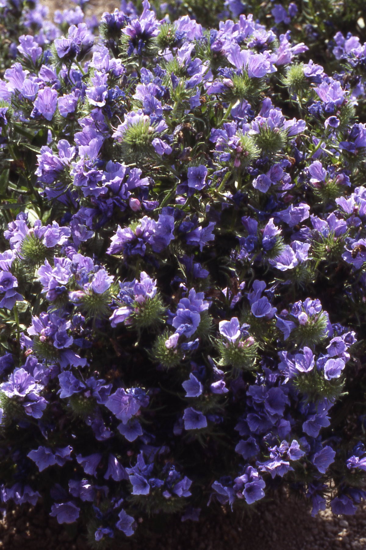Echium Blue Bedder
