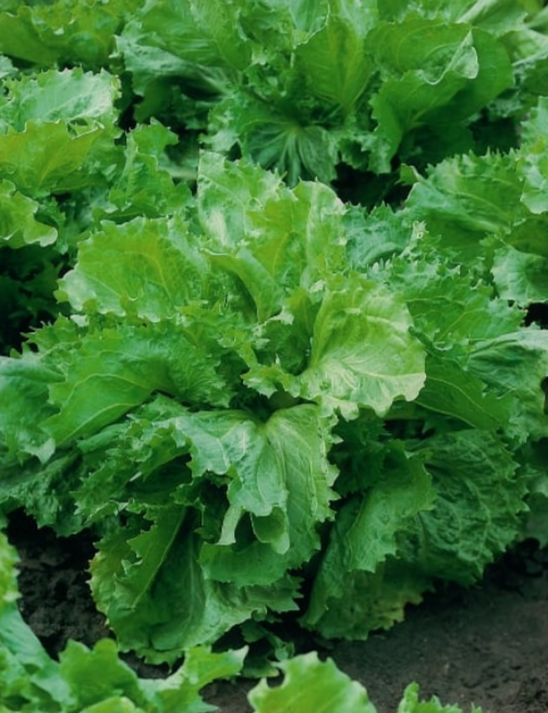 Endive Cornet De Bordeaux