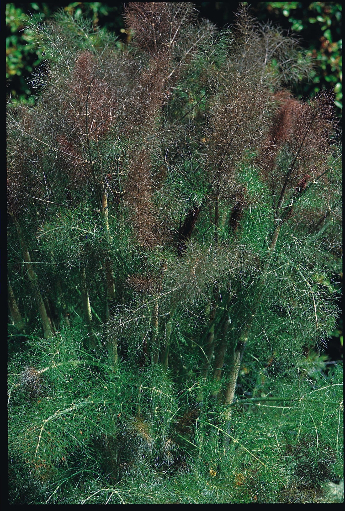 Fennel Bronze