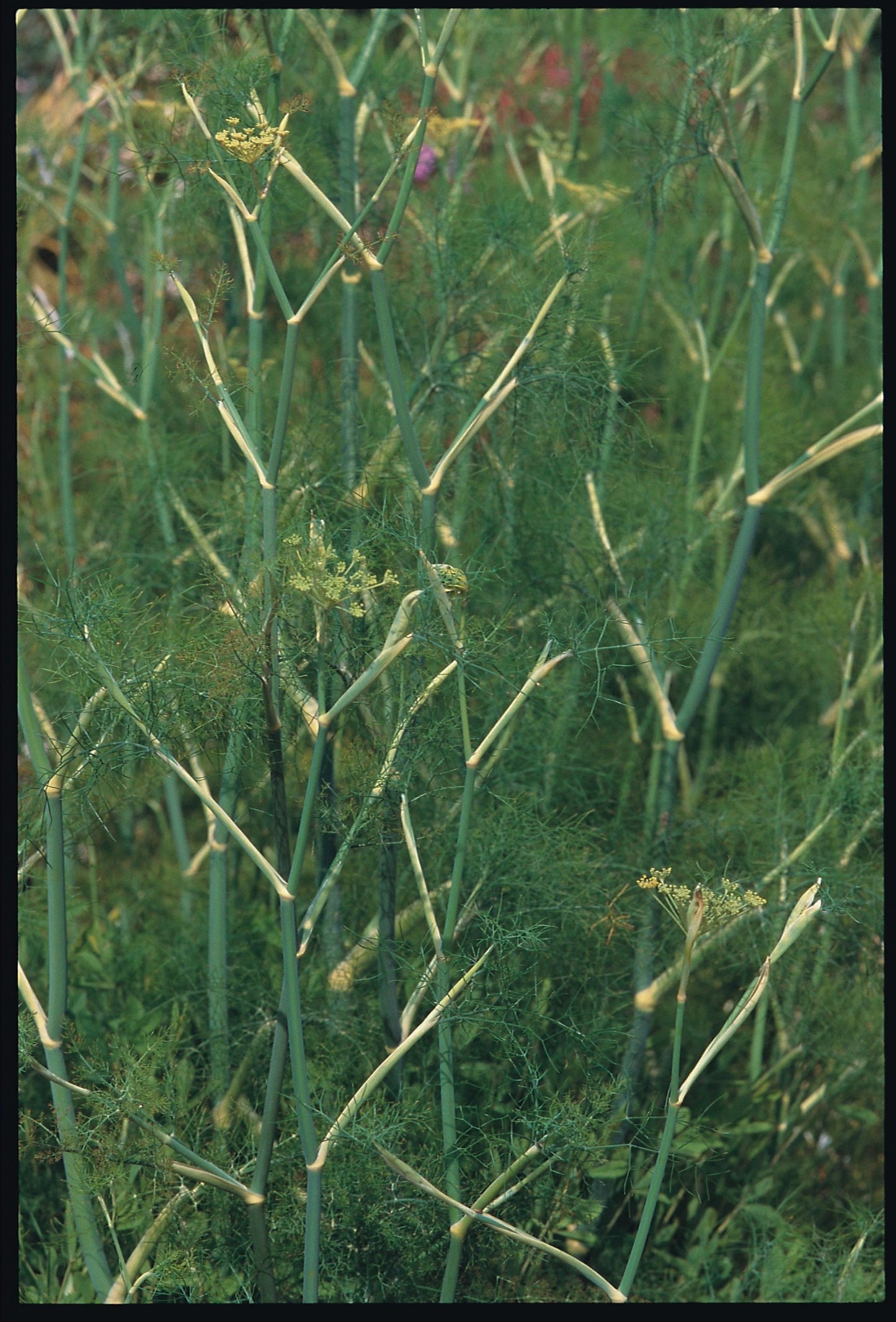 Fennel Common