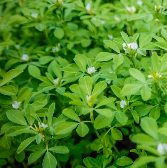 Fenugreek