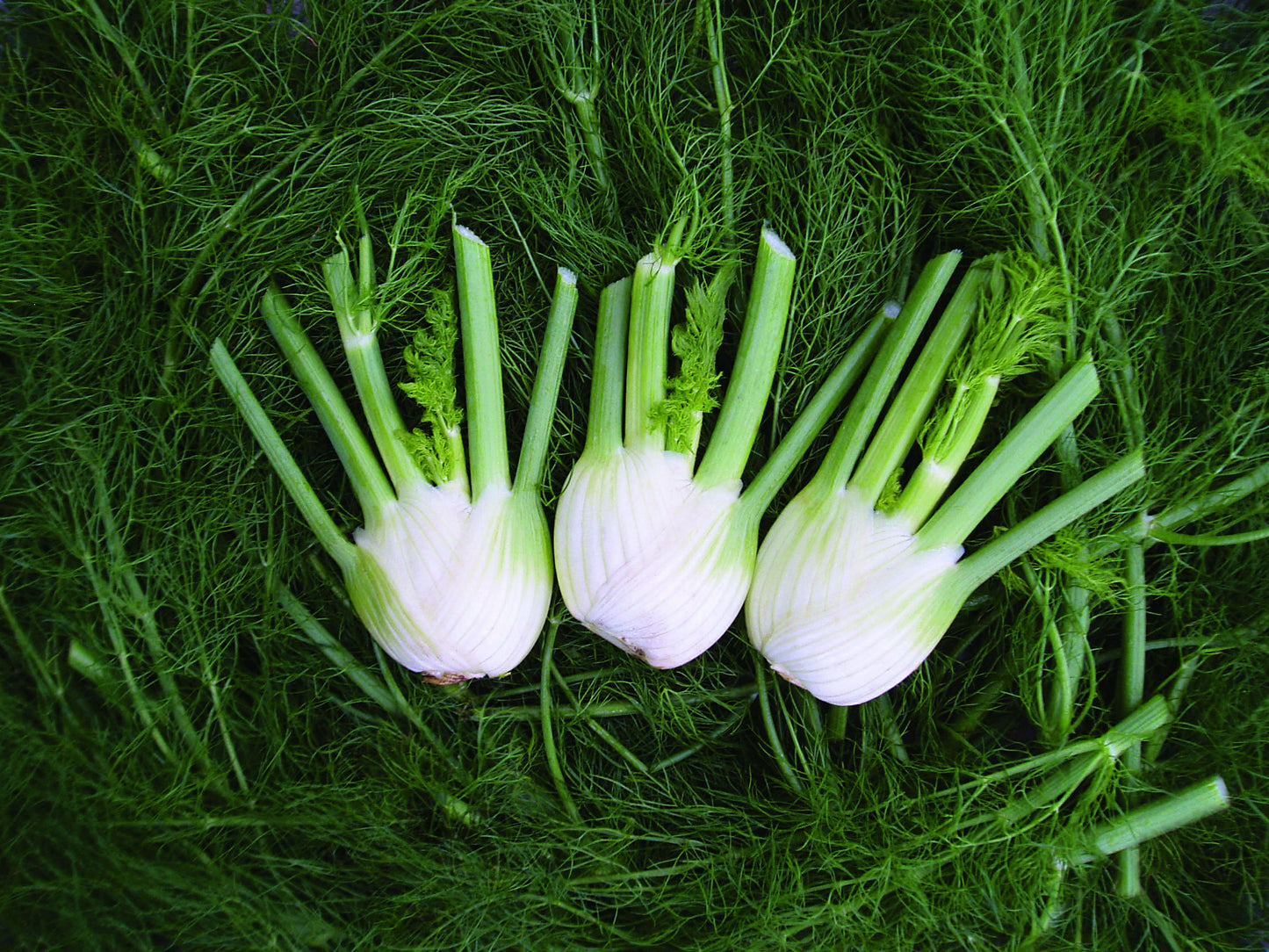 Florence Fennel Romanesco