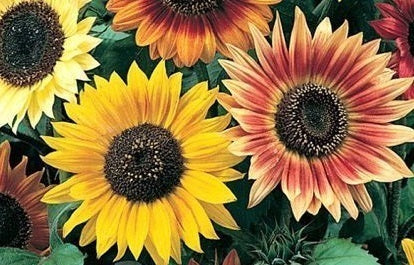 picture of Helianthus Autumn Beauty
