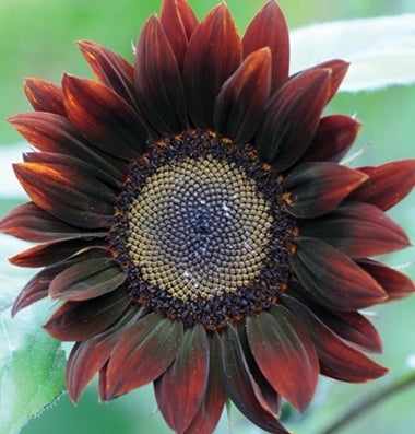 picture of Helianthus Chocolat