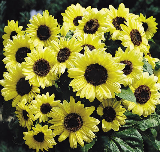 picture of Helianthus Valentine