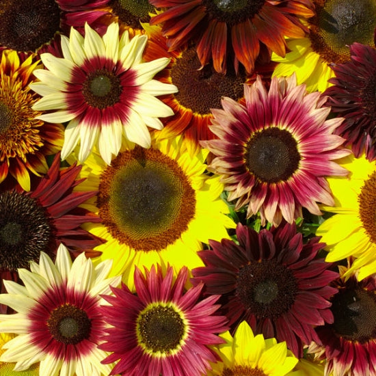 Helianthus Autumn Beauty