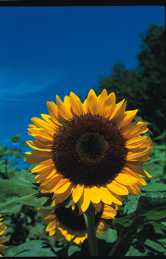Helianthus Tall Single