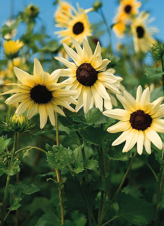 Helianthus Vanilla Ice