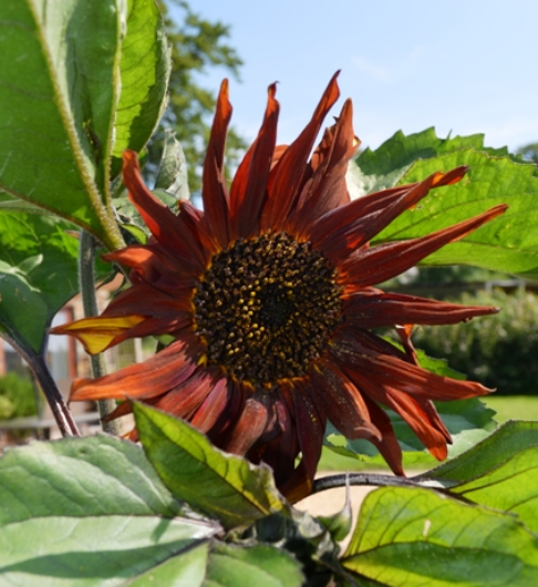 Helianthus Velvet Queen