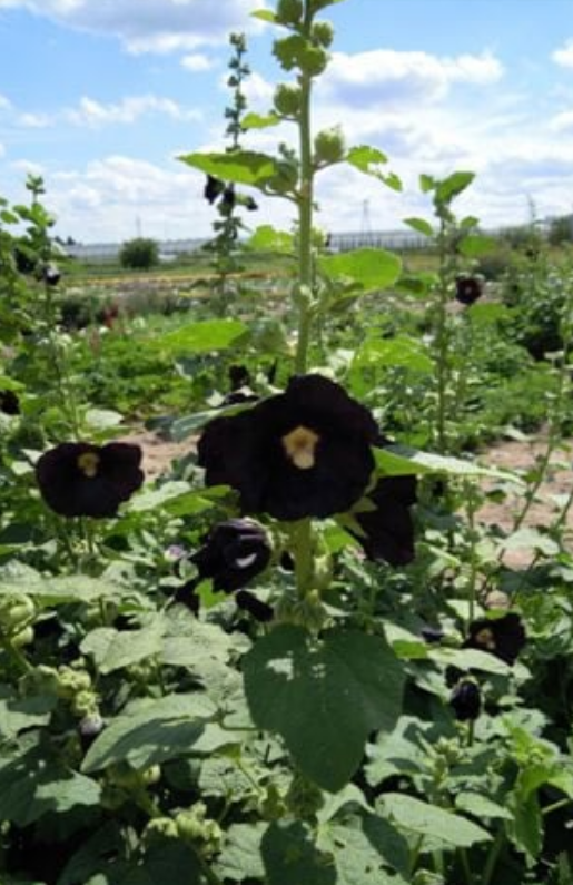 Hollyhock Black Single