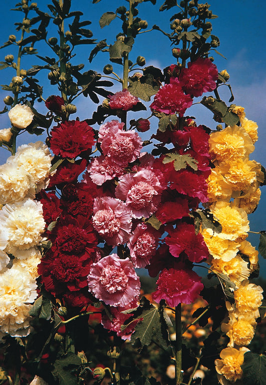 Hollyhock Chaters Double Mixed