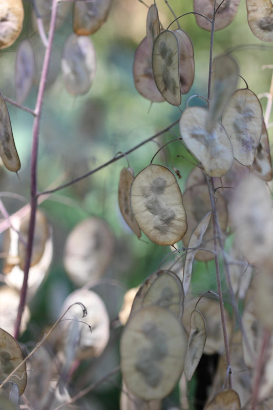 Honesty Lunaria Annua Crown Blend Mixture