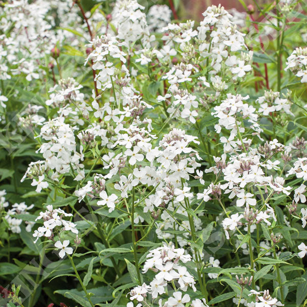 Honesty White