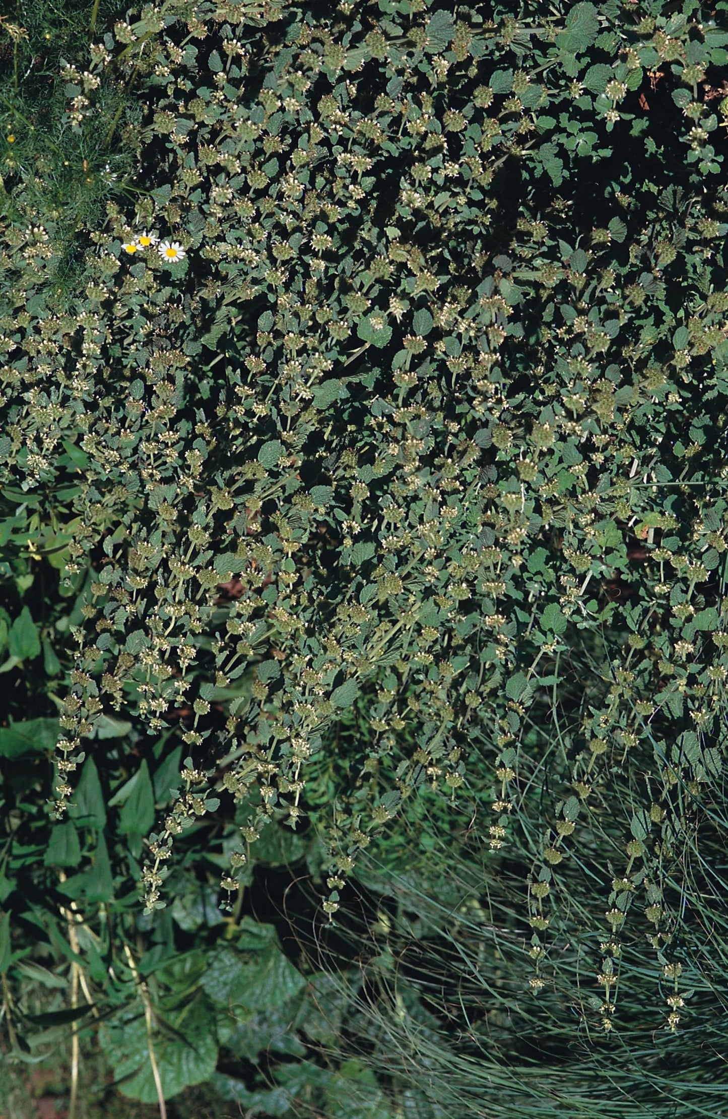 Horehound