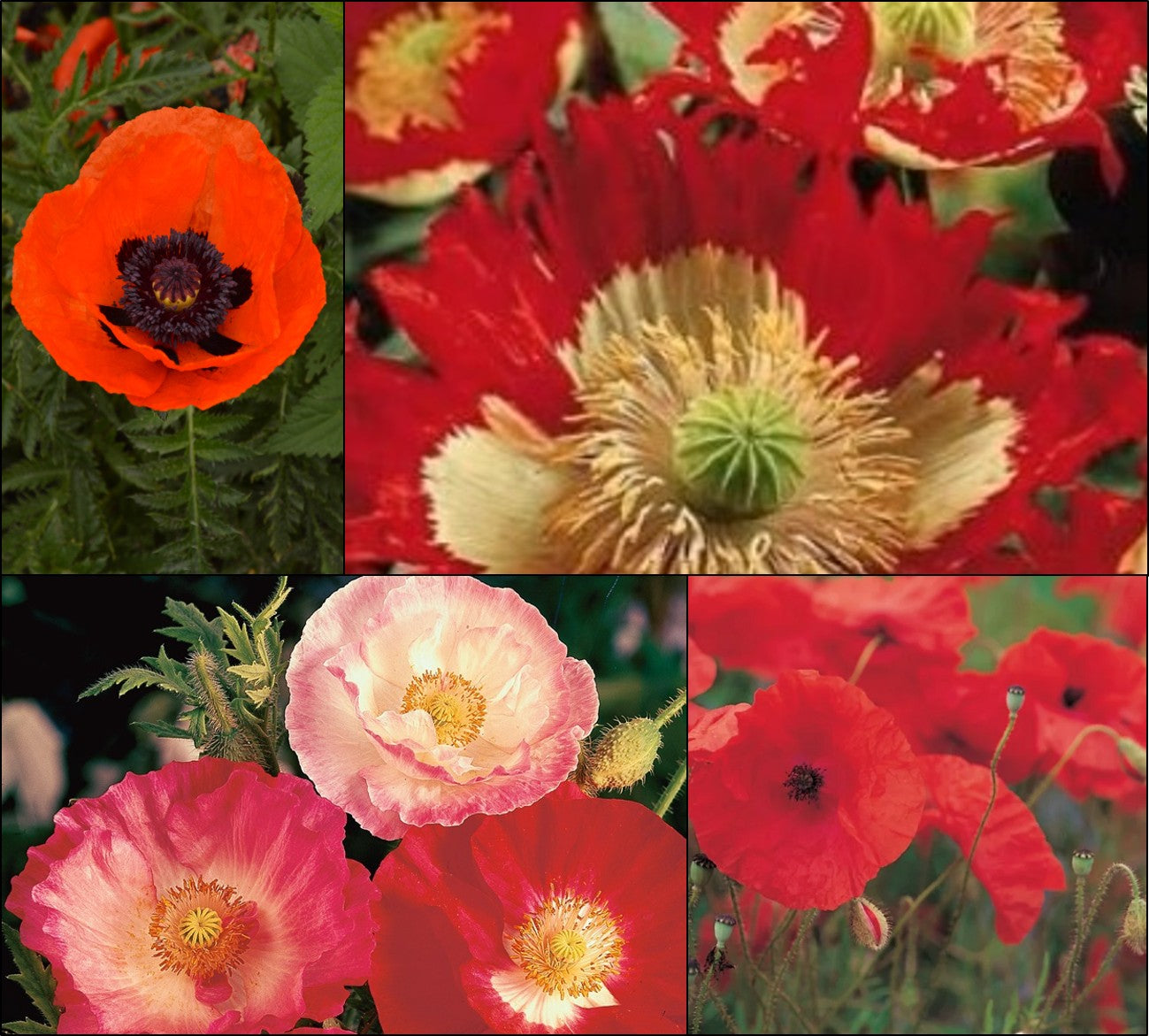 Poppy Power Collection
