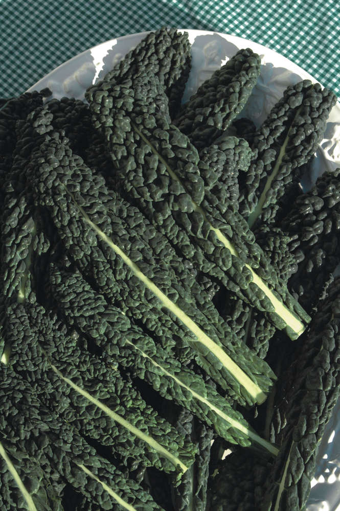picture of Kale Black Tuscany (Nero de Toscano)