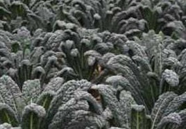 picture of Kale Black Magic