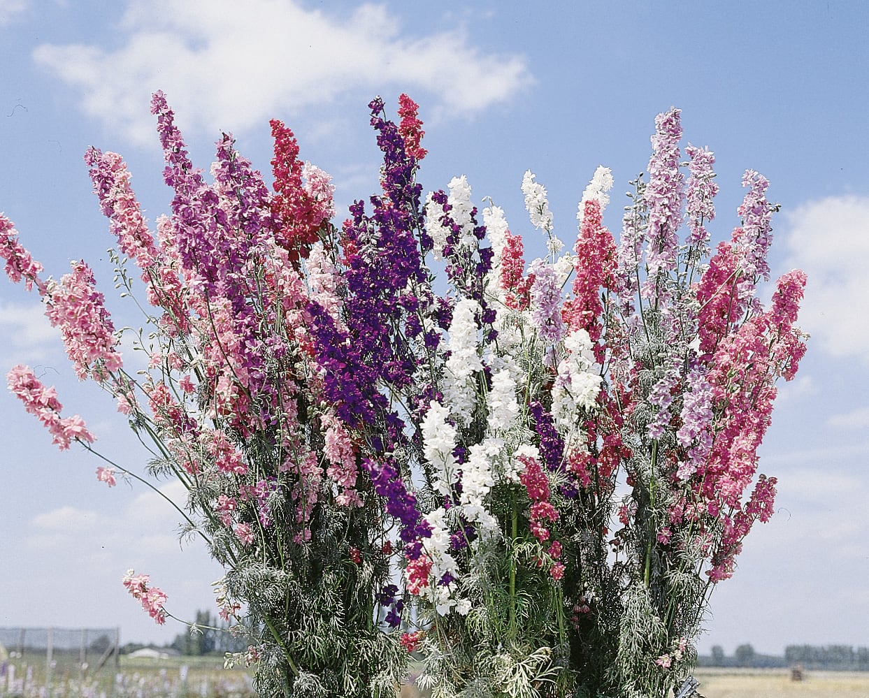 Larkspur Crown Blend