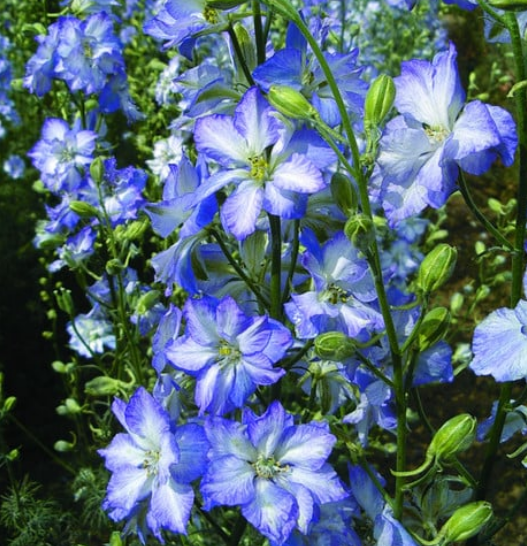 Larkspur Frosted Skies