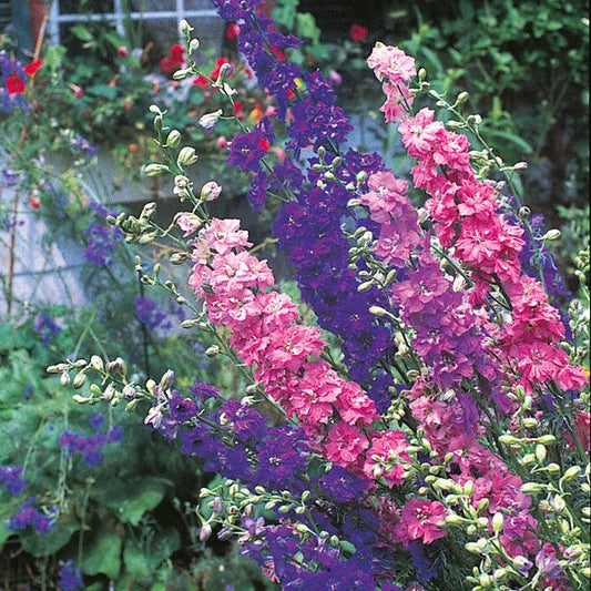Larkspur Sublime Mix