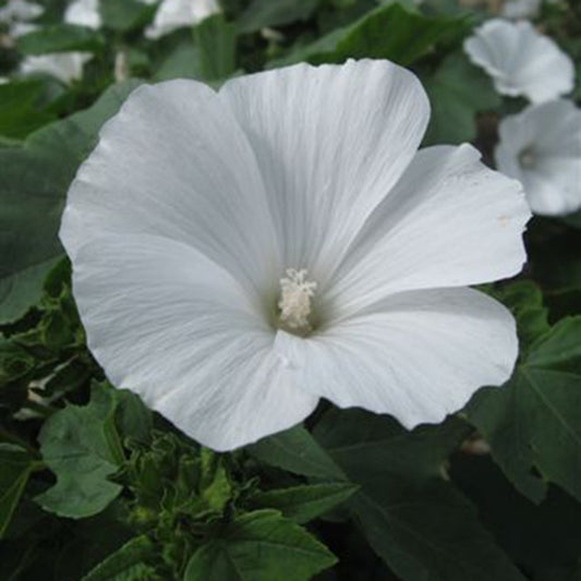 Lavatera trimestris Mont Blanc