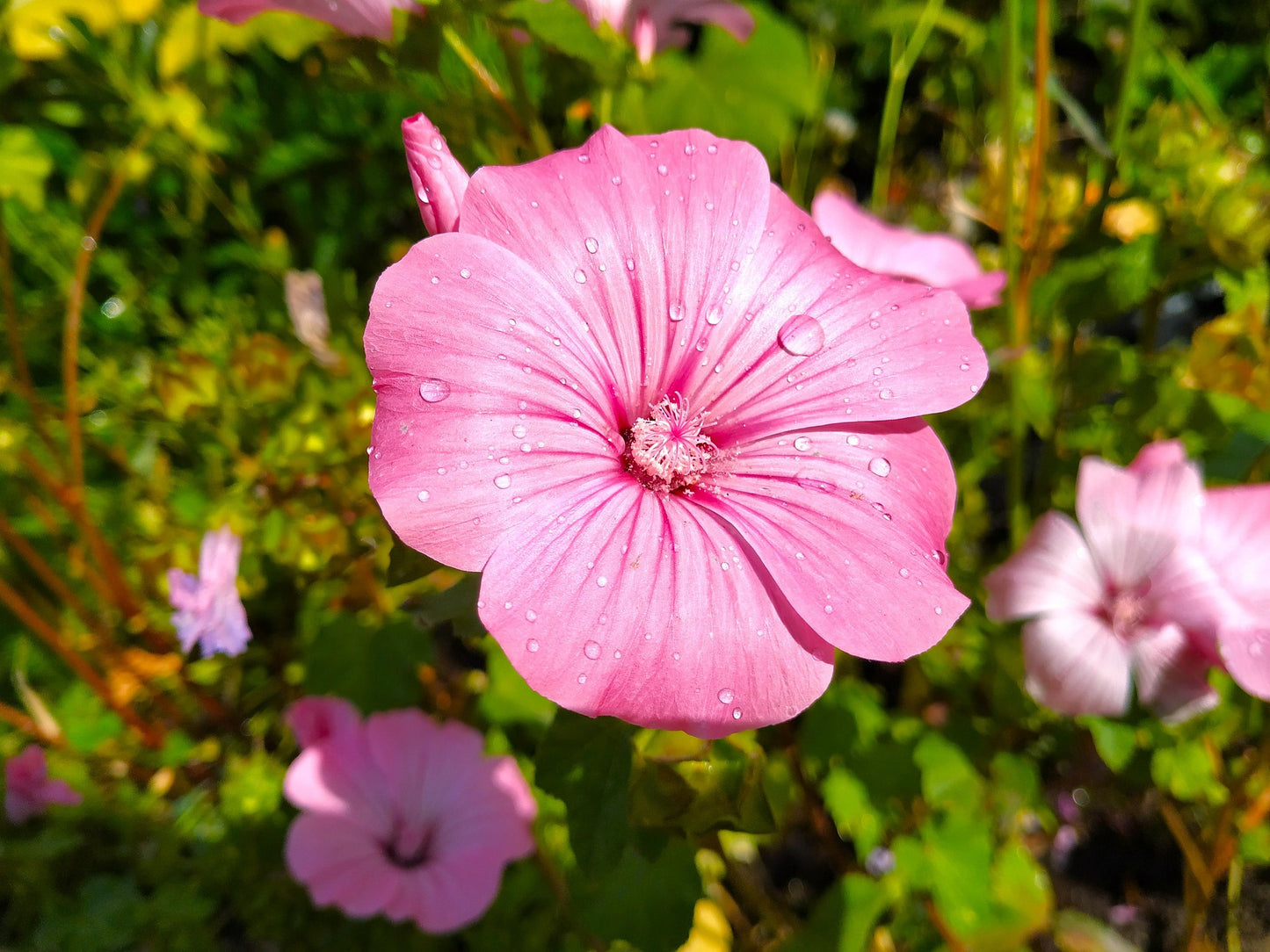 Lavatera Beauty Mix