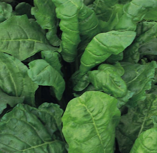 Leaf Beet Perpetual Spinach