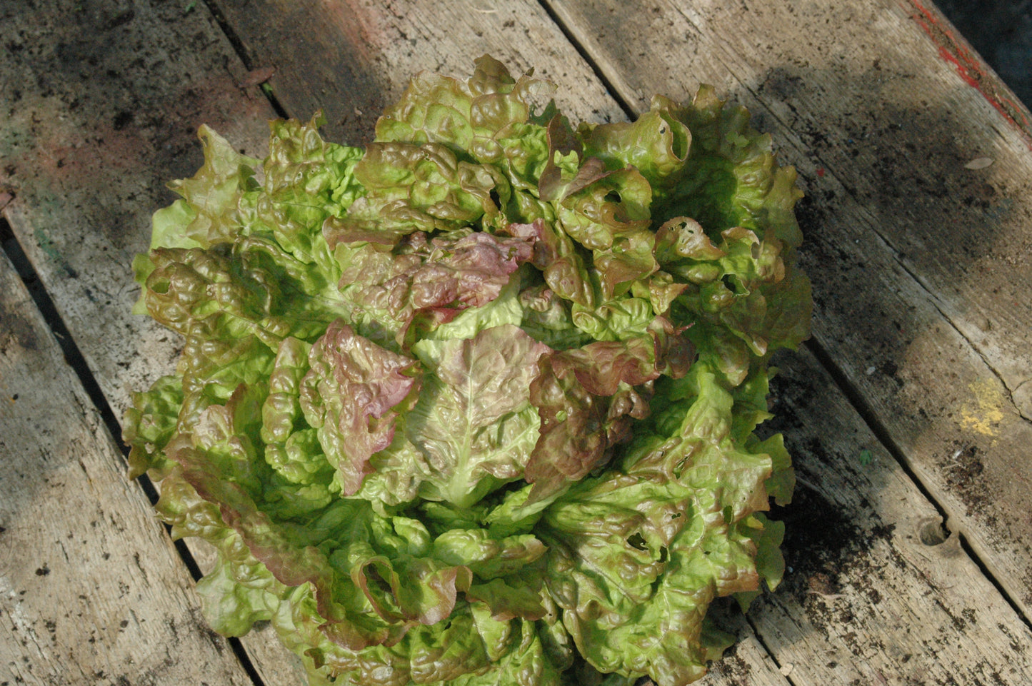 Lettuce Iceberg