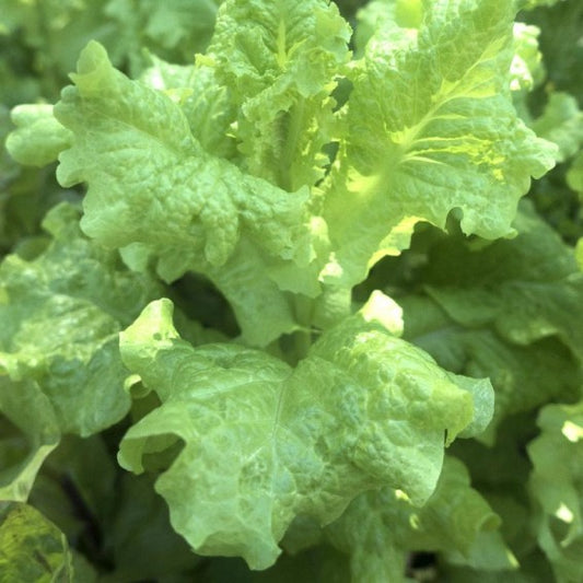 Lettuce Black Seeded Simpson