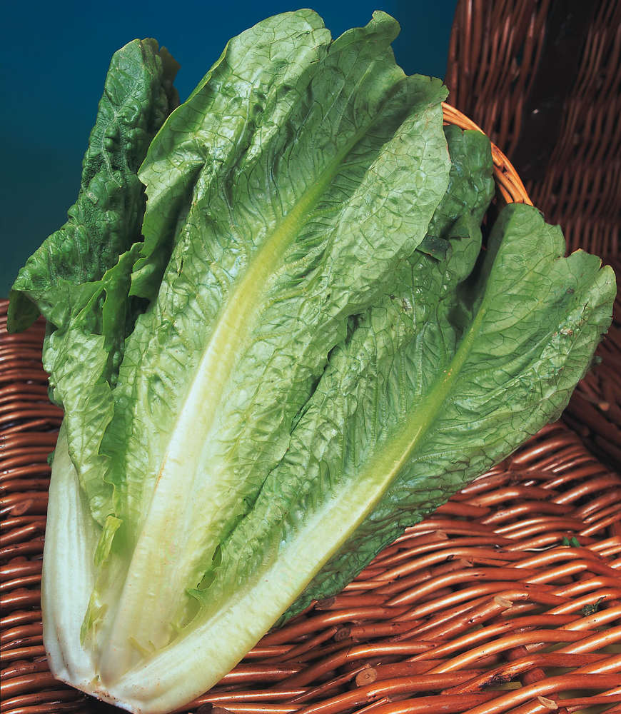 picture of Lettuce Lobjoits (cos)