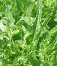 May’s Lettuce Collection
