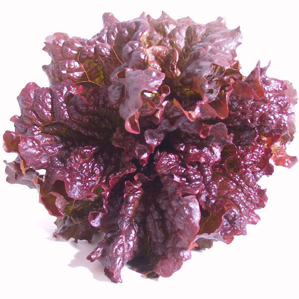 picture of Lettuce Gilaad (romaine) naturally nurtured seed