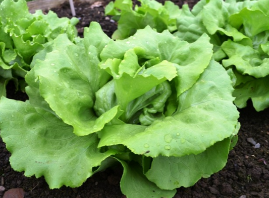 Lettuce Matilda
