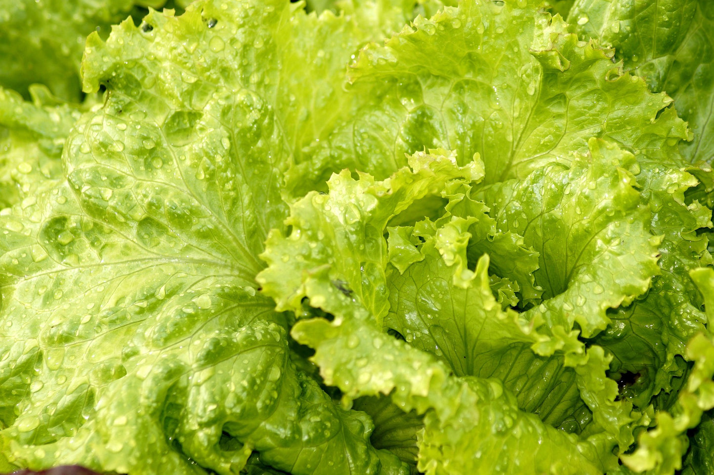 Lettuce Astral