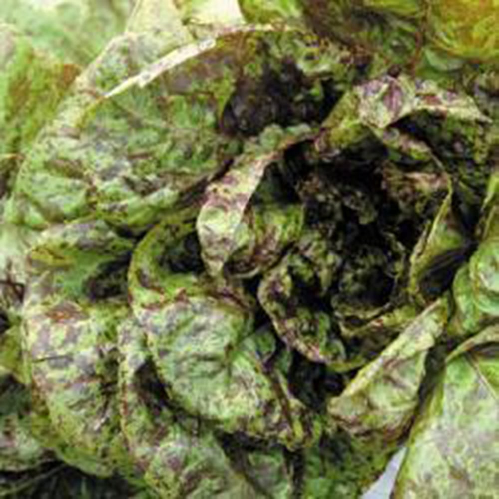 Lettuce Freckles