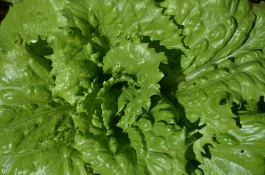 Lettuce Ice Queen