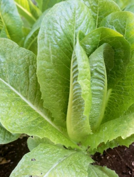 Lettuce Parris Island