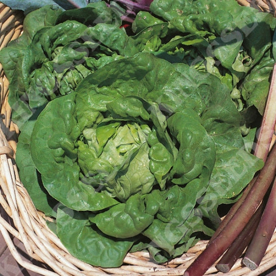 Lettuce Tom Thumb
