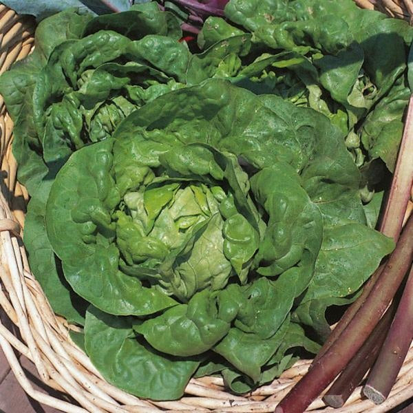 Lettuce Tom Thumb