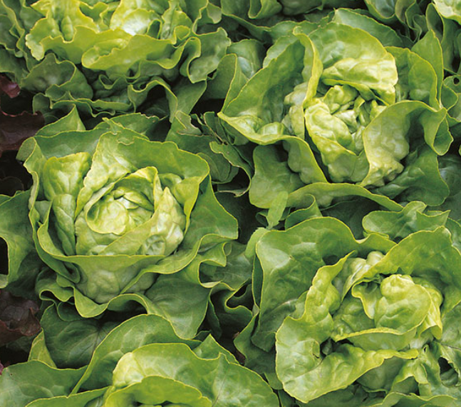 Lettuce Wintercrop
