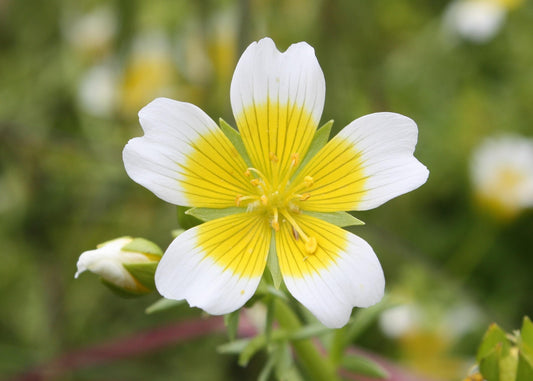 Limnanthes Douglasii