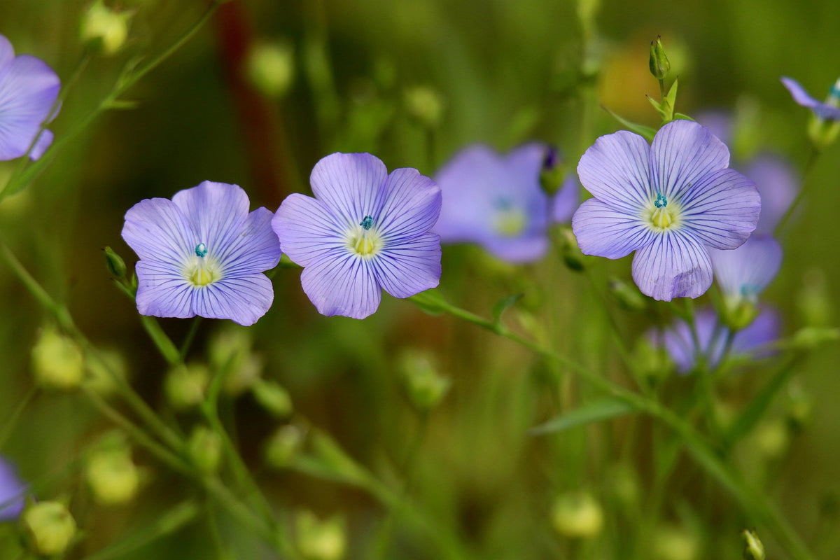 Linum Sky Blue