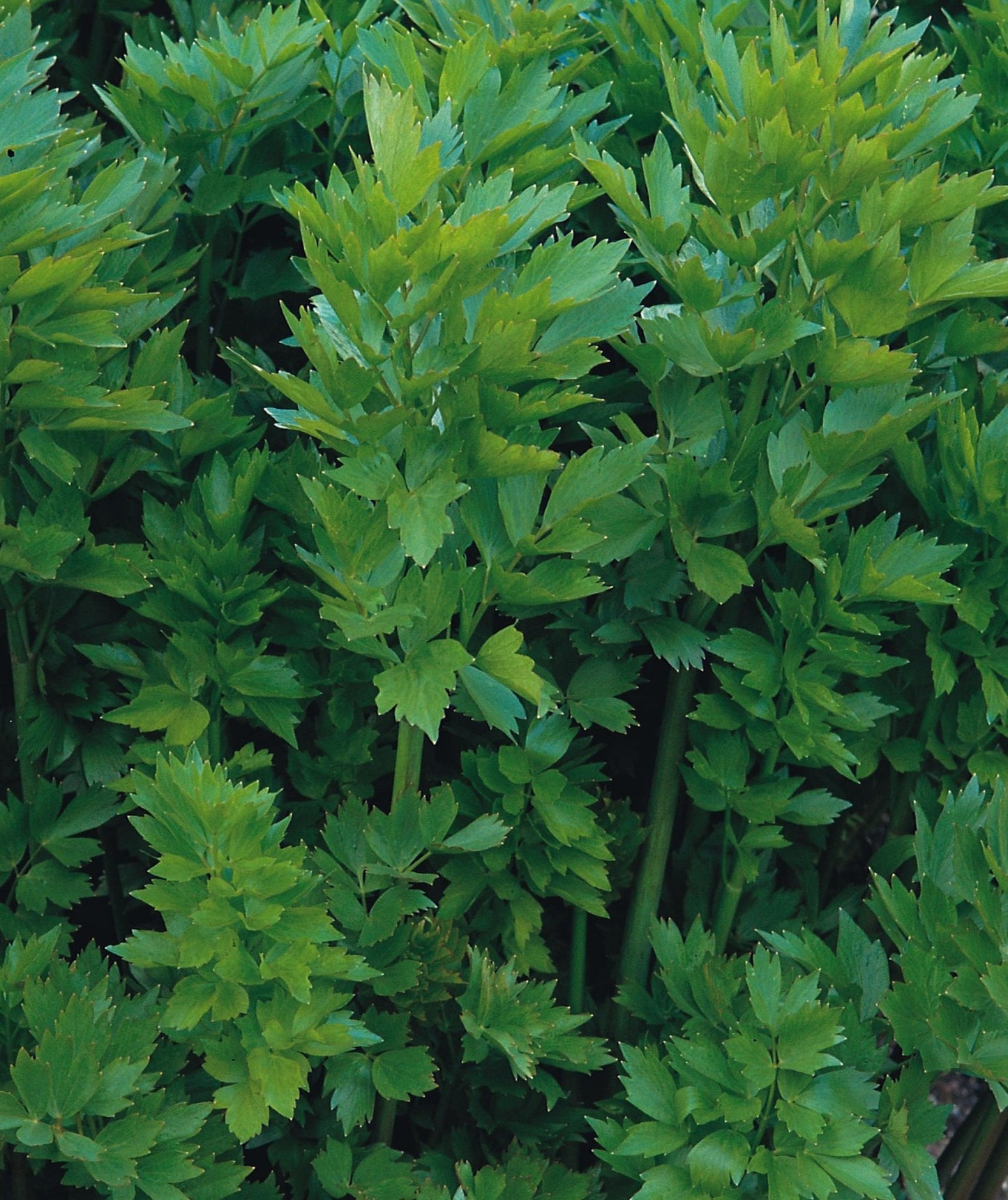 Lovage