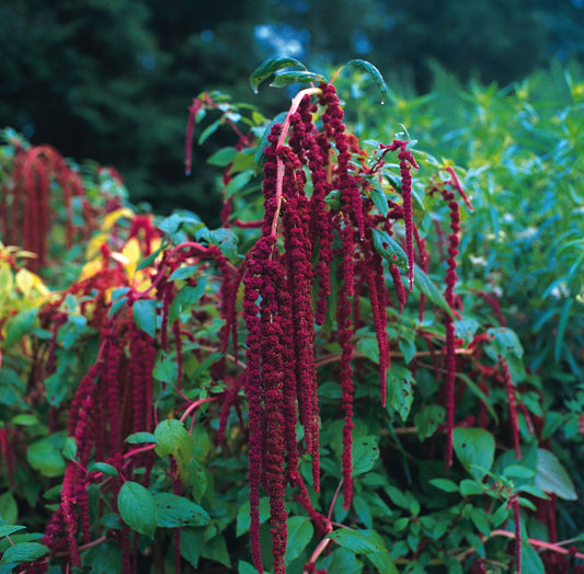 Love-Lies-Bleeding (Amaranthus Caudatus)