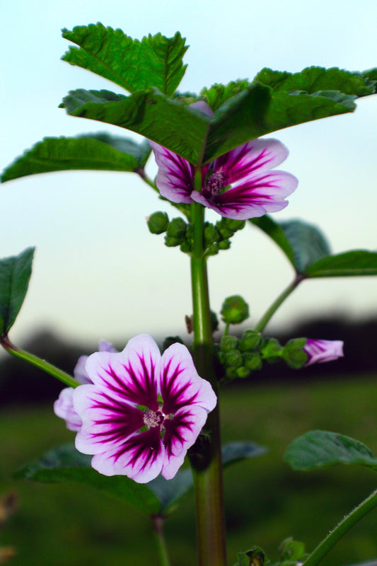 Malva Zabrina