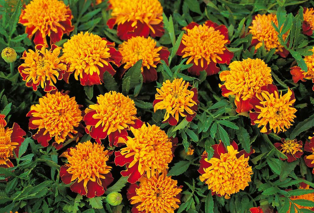 picture of Marigold Tiger Eyes