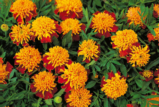 picture of Marigold Tiger Eyes