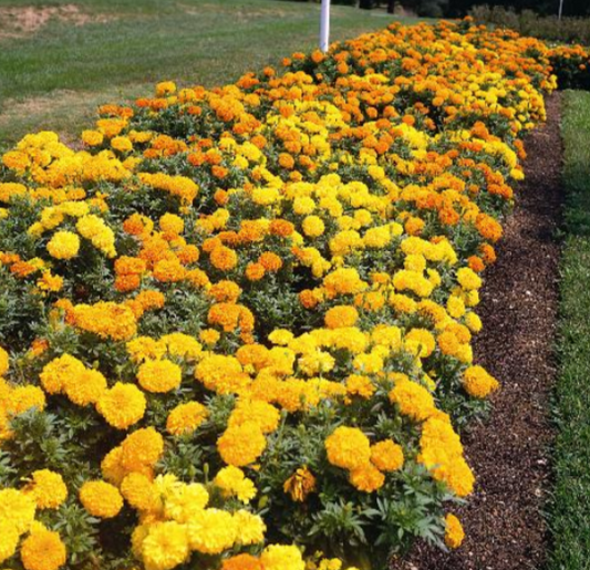 Marigold Crackerjack Mix