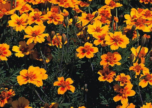 Marigold Naughty Marietta