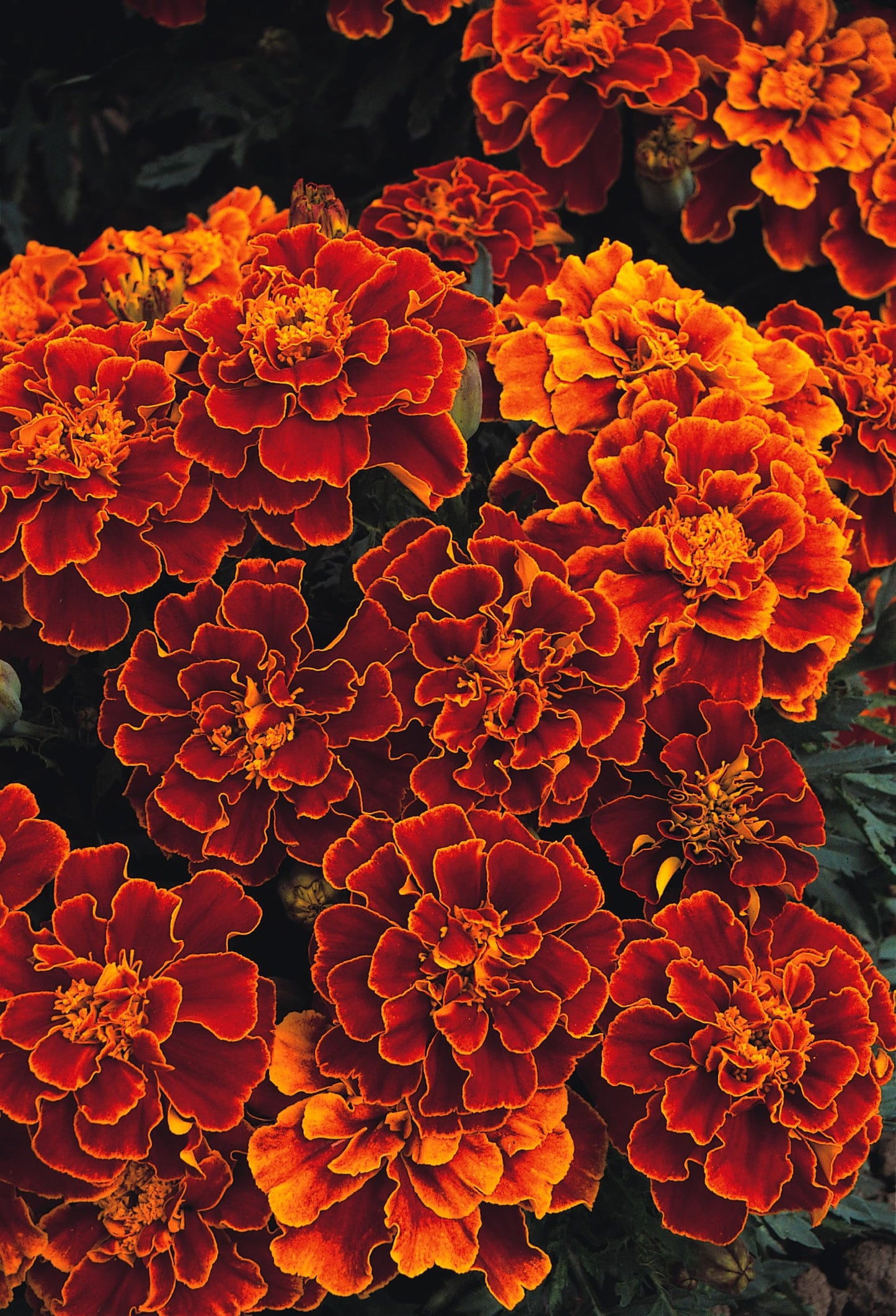 Marigold Spanish Brocade
